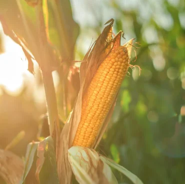 Ear of corn in the field